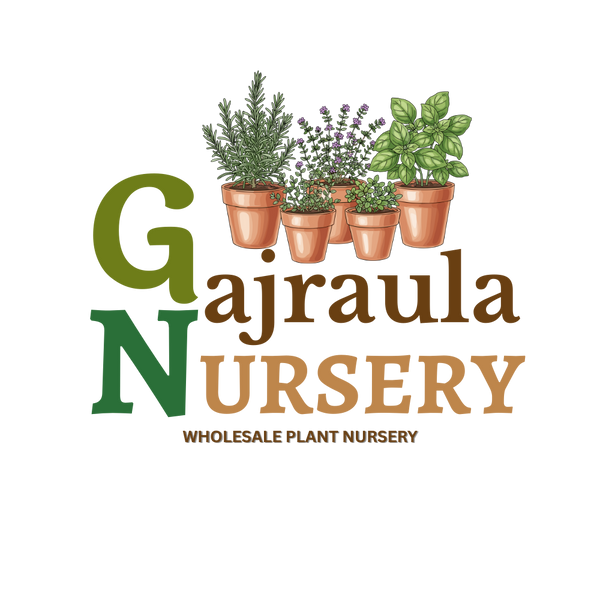 Gajraula Nursery