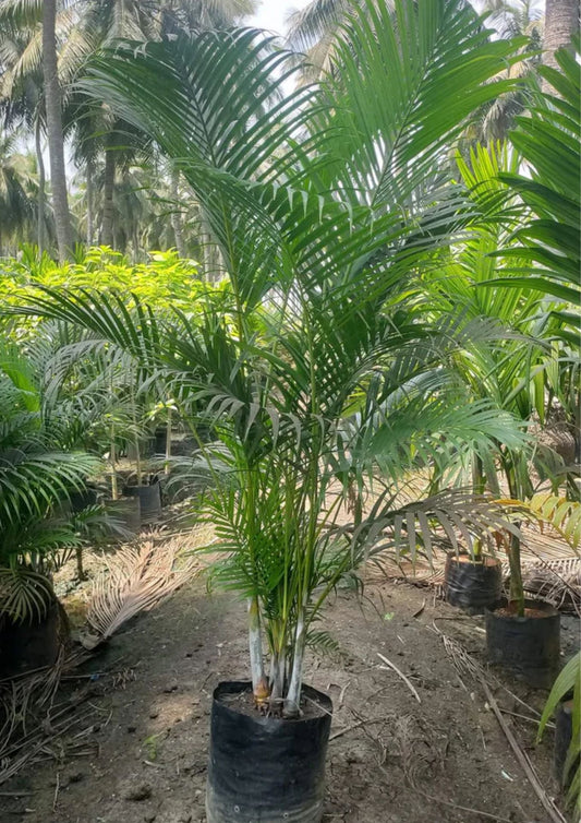 Areca Palm - Dypsis Lutescens