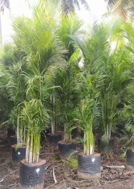 Areca Palm - Dypsis Lutescens