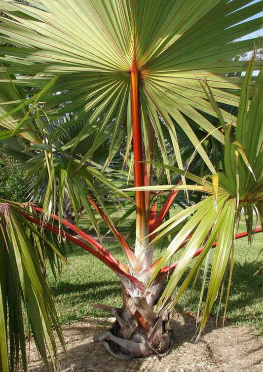 Latania Palm - Latania Loddigesii