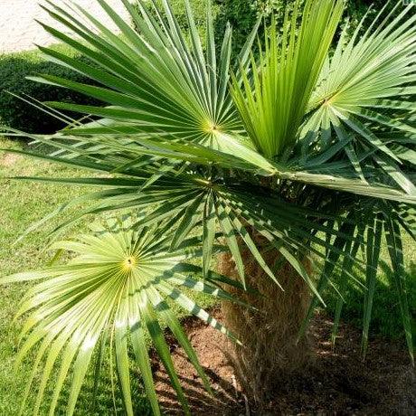 Buy the Hardy and Resilient Old Man Thatch Palm (Cocothrinax crinita) for Your Landscape