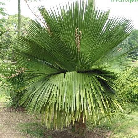 Experience the Beauty of Cuban Petticoat Palm Tree with Copernicia Macroglossa for Sale