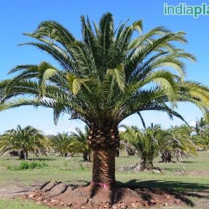 Beautiful Phoenix canariensis - Buy the Majestic Canary Island Date Palm Tree Online